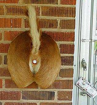 xcrafty-redneck-art-animal-butt-door-bells_jpeg_pagespeed_ic_q8Ejjm5tg1.jpg