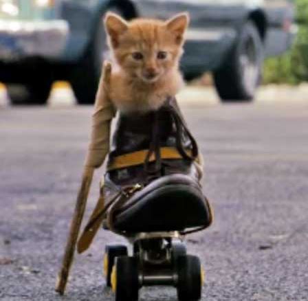 Disabled Kitten..jpg