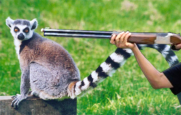 lemur.jpg