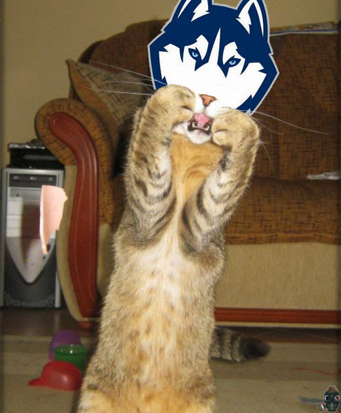 chairman-meow-uconn-logo.jpg