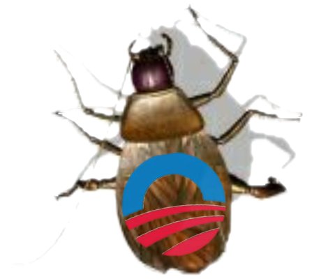 Cockroach1.jpg
