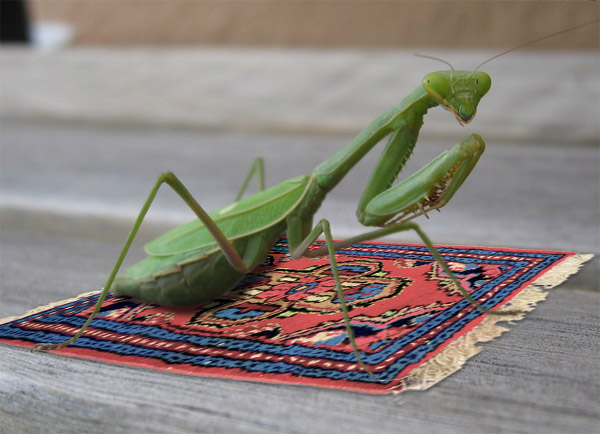 PreyingMantisPrayerRug.jpg