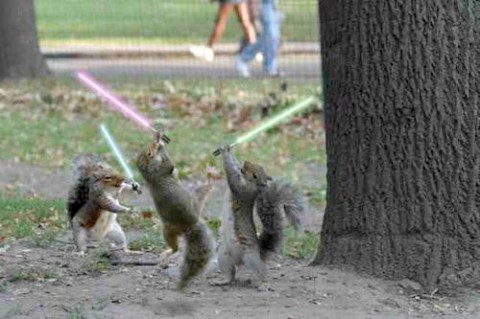 squirrel-jedi-Medium-Web-view.jpg