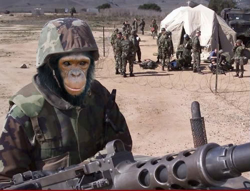 Military-Chimp--18463.jpg