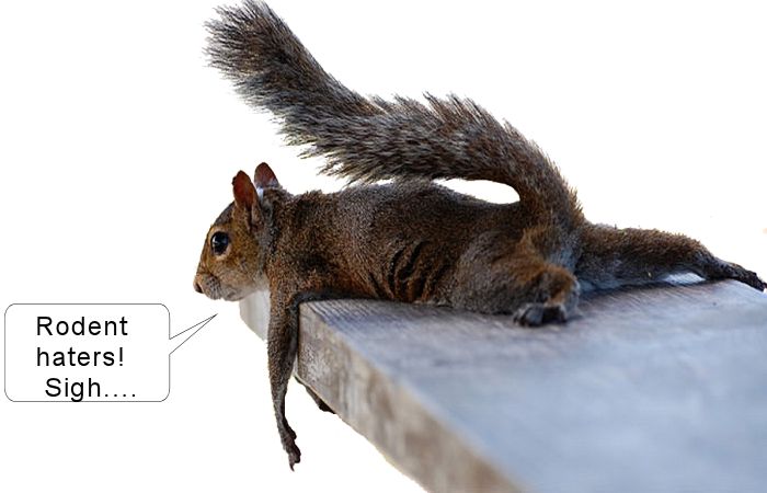 Exhaused squirrel 2.jpg