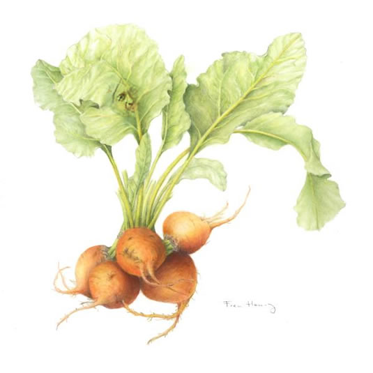 MoreCzarwearyBeets.jpg