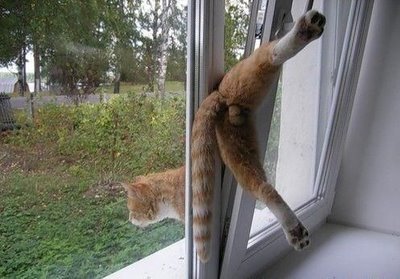 escaping-cat.jpg