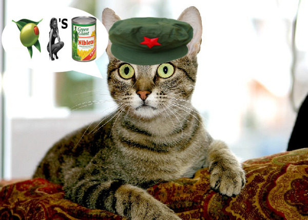 wide_eyed_cat.jpg