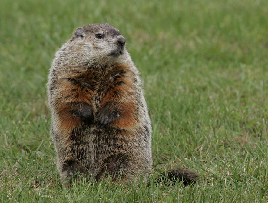 Ground-Hog-5520s[1].jpg