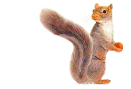 Tail Tickler 2 GIF.gif