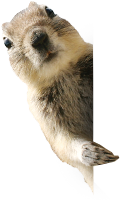 mpp_squirrel.png