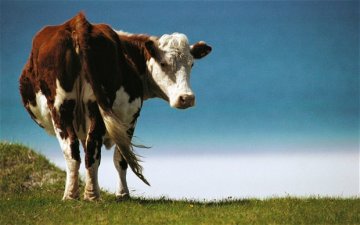 cow_2604108b.jpg