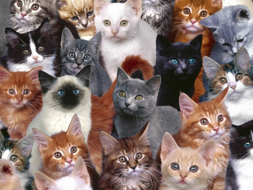 cats2.jpg