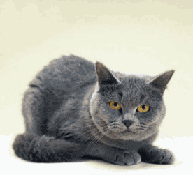 catmad.gif
