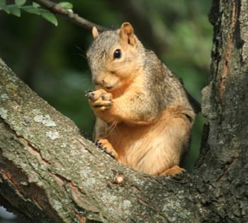 Squirrel on limb 2.jpg