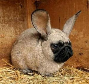 Rabbitpug 2.jpg