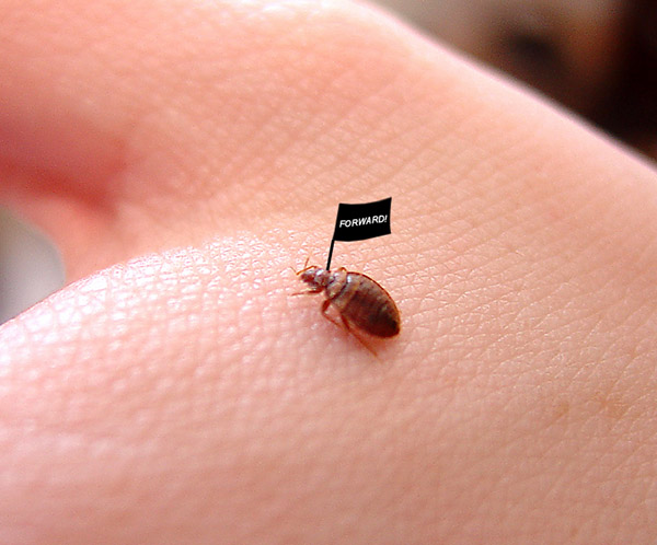 bedbugFORWARD.jpg
