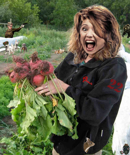 picking-beets.jpg