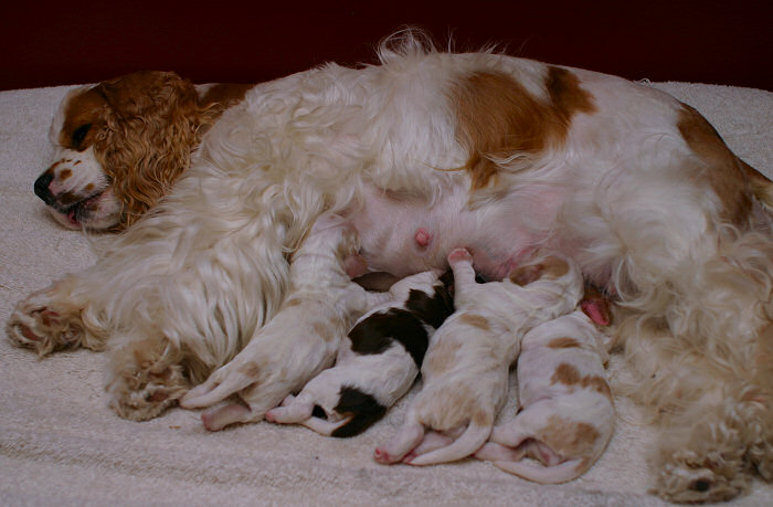 JoannasPuppies-Nursing-2DaysOld.jpg