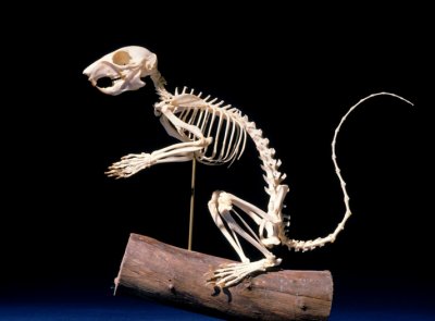 squirrel-skeleton.jpg