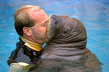 Funny Walrus_5.jpg