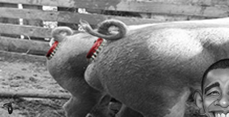 Pig Farts.jpg