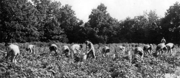 weeding beet field.jpg