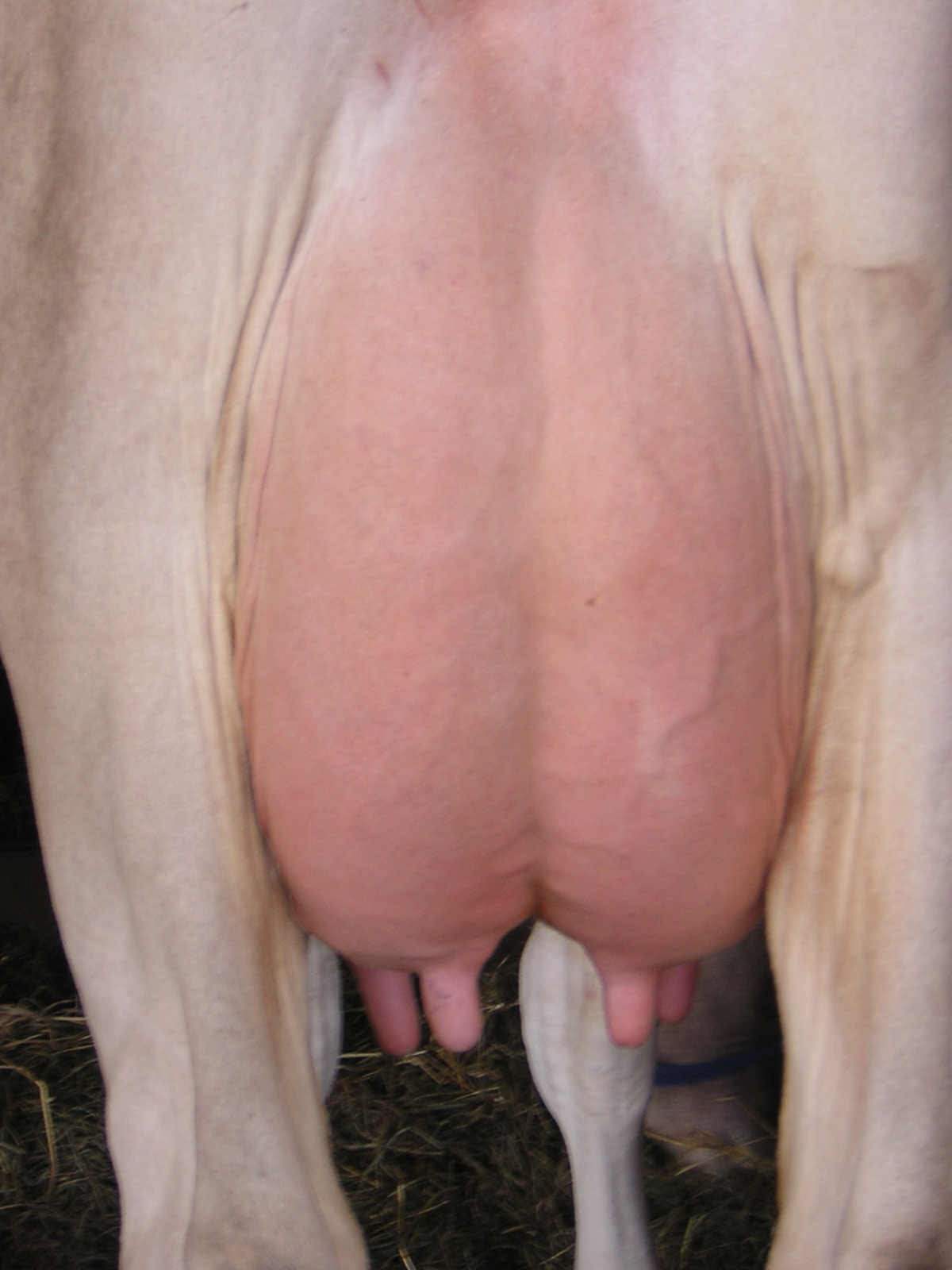 udders[1].jpg
