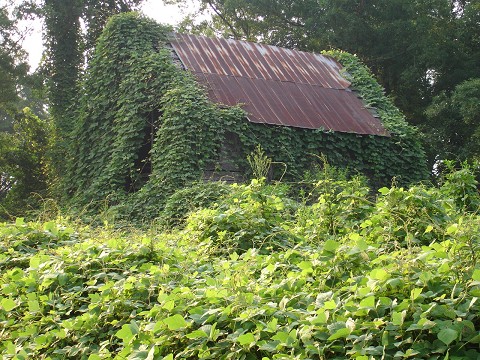 kudzu-barn.jpg