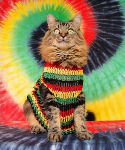 psychodelic kitty.jpg