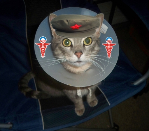 coneofshame.jpg