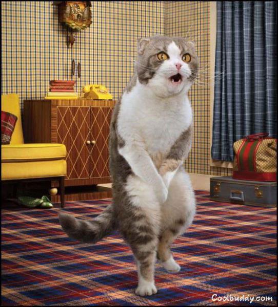 cat-balls.jpg