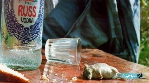 Mouse_Drunk_Vodka.jpg