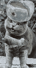 russian_dance_cat.gif_480_480_0_64000_0_1_0.gif