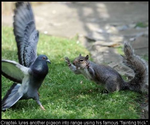 Luring Pigeons.jpg