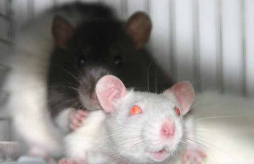 rat1.jpg