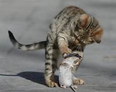 Cat and Mouse Friends - playing.jpg