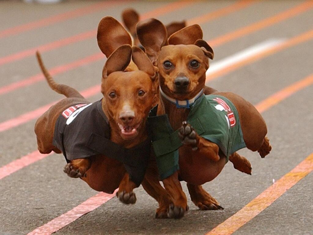 dachshunds.jpg