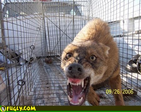 dangerous_dog.jpg
