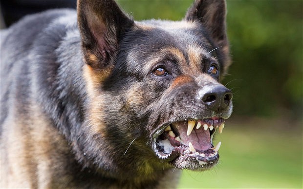 dangerous-dog_2113544b.jpg