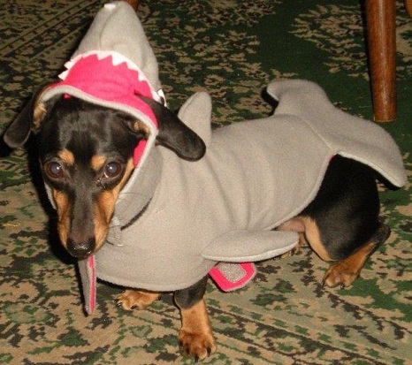 CuJaws.jpg