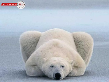 PolarBearYoga.jpg