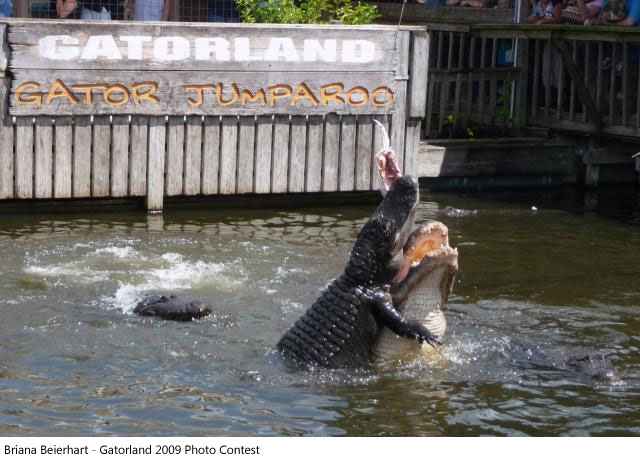 gatorland_5.jpg