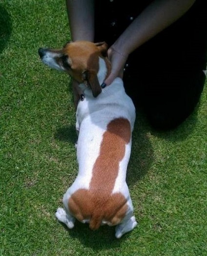 ObamasWeiner.jpg