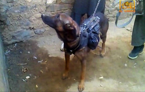 Dog_Captured.jpg