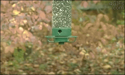 squirrel.gif
