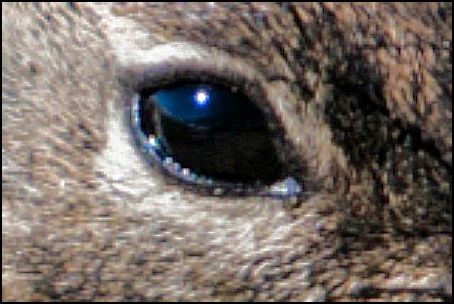 Closeup.jpg