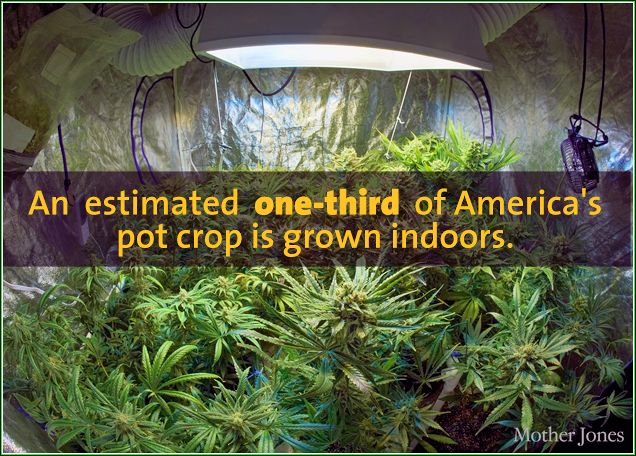 Pot Growing Today.jpg