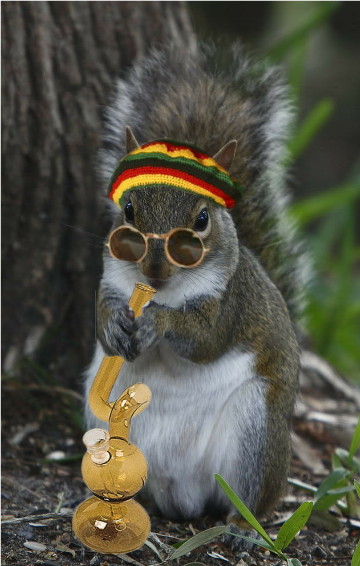 squirrel_Stoner1.jpg