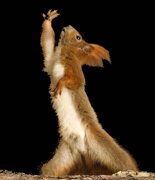 squirrel.gif